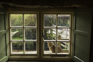 pub cat rugglestone inn