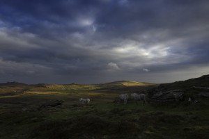 white horses