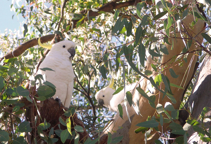 cockies.jpg - OLYMPUS DIGITAL CAMERA         