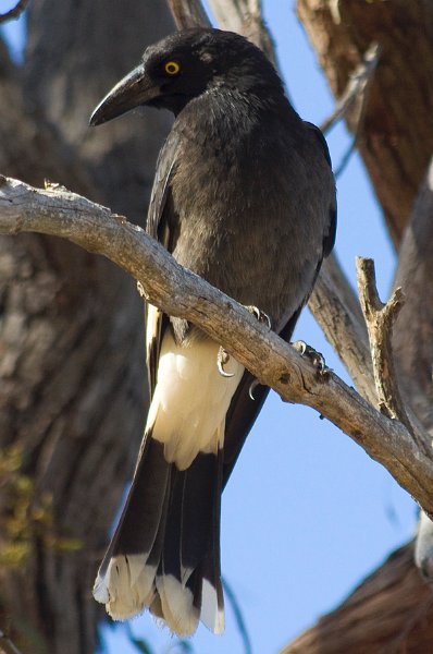 currawong.jpg