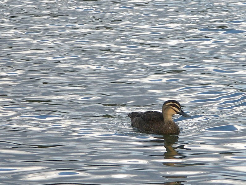 duck.jpg - OLYMPUS DIGITAL CAMERA         