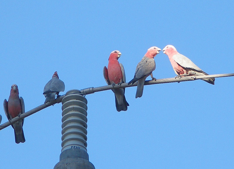 galahs.jpg - OLYMPUS DIGITAL CAMERA         