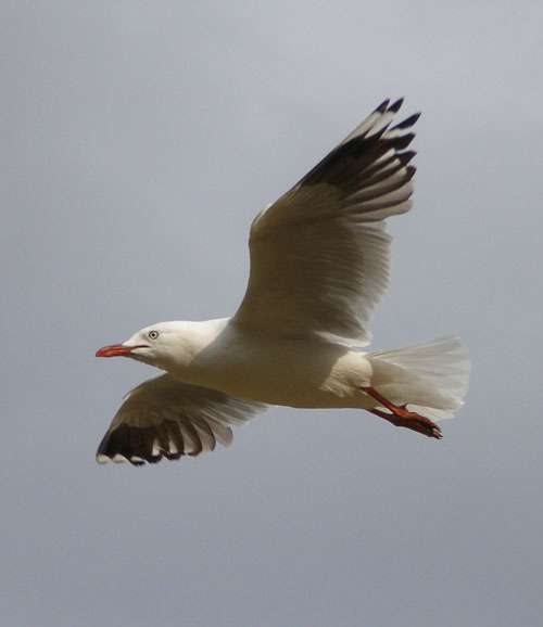 gull1.jpg - OLYMPUS DIGITAL CAMERA         