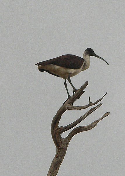 ibis3.jpg - OLYMPUS DIGITAL CAMERA         