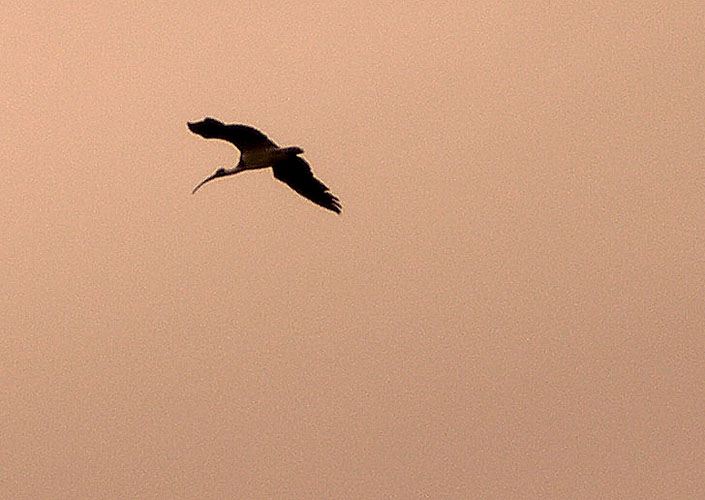 ibis9.jpg - OLYMPUS DIGITAL CAMERA         