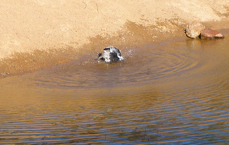 magpiebath.jpg - OLYMPUS DIGITAL CAMERA         