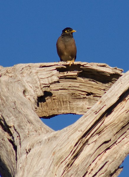 mynah.jpg