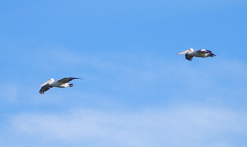 pelicans1.jpg - OLYMPUS DIGITAL CAMERA         