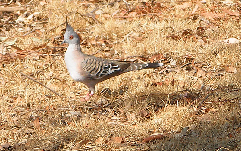 pigeon.jpg - OLYMPUS DIGITAL CAMERA         