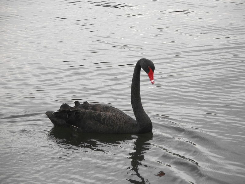 swan.jpg - OLYMPUS DIGITAL CAMERA         