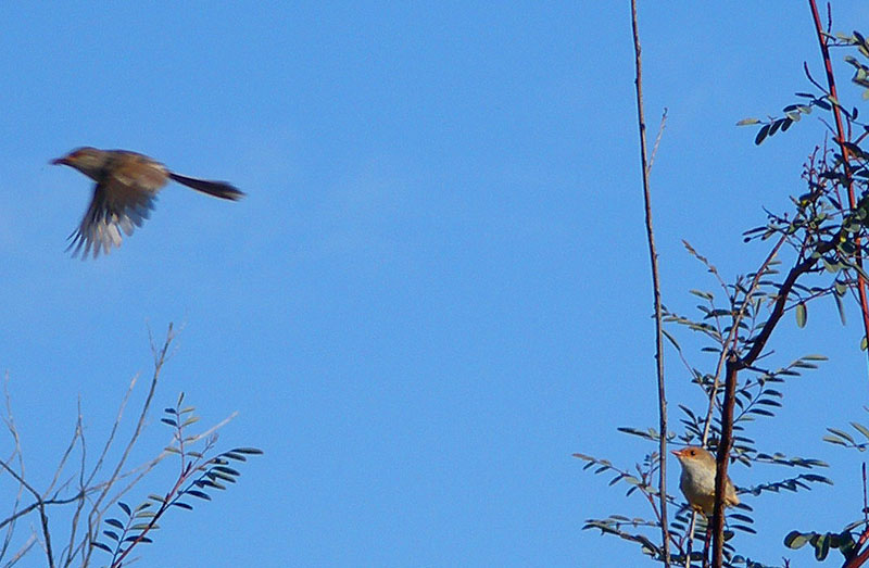 wrens.jpg - OLYMPUS DIGITAL CAMERA         