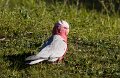 galah