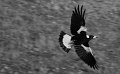 magpie