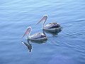 pelicans