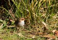 wren