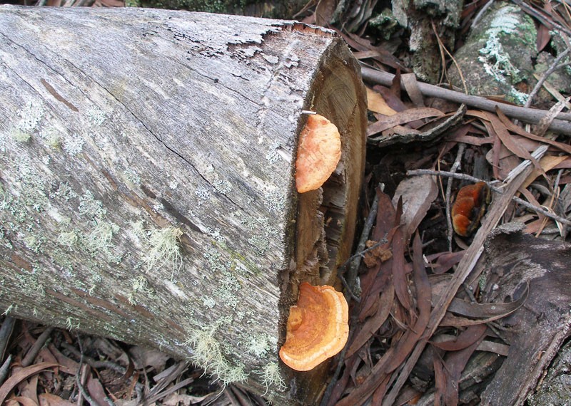 fungi 2.jpg