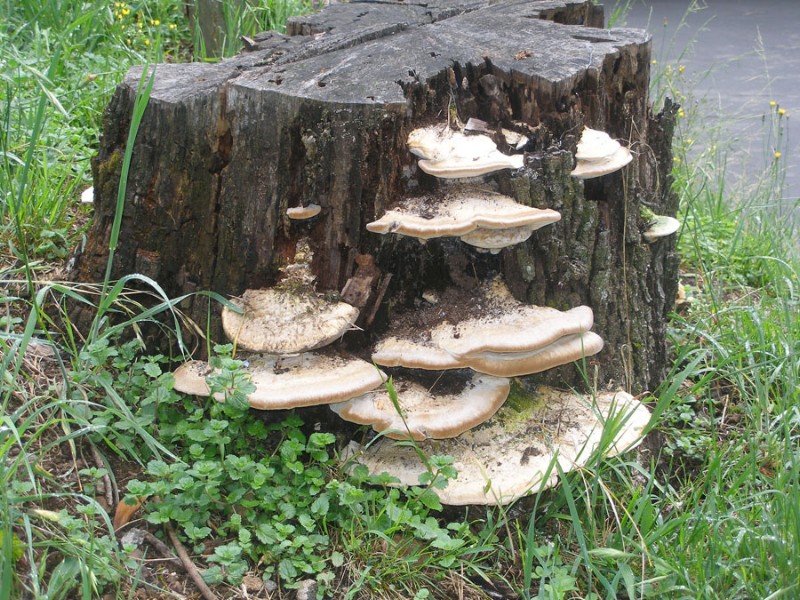 fungi.jpg