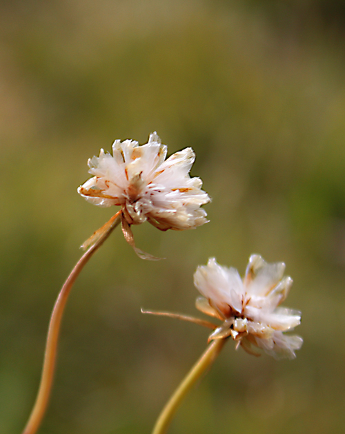 flowers.jpg