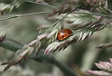 ladybird