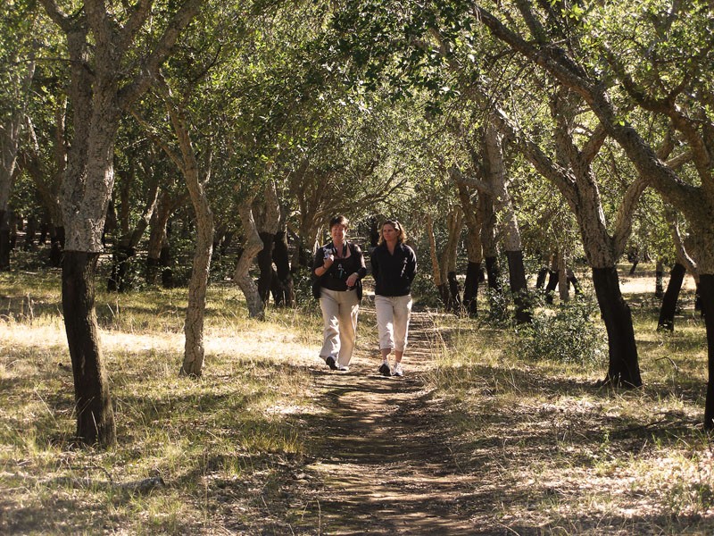 cork forrest.jpg