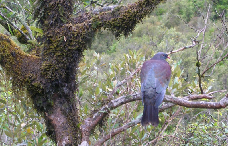 nz pigeon.jpg