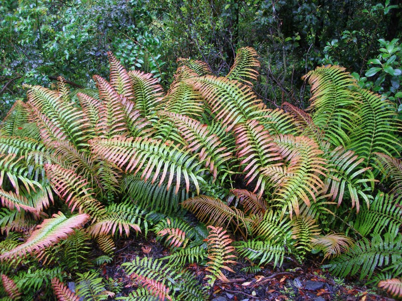 ferns 2.jpg