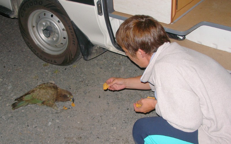 friendly Kea.jpg