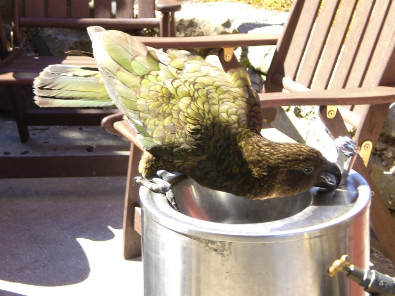 kea drinking.jpg