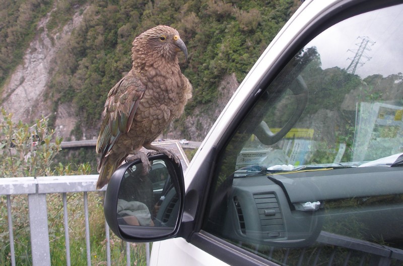 kea on van.jpg