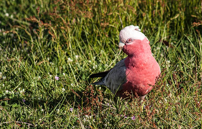 galah.jpg