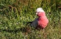 galah