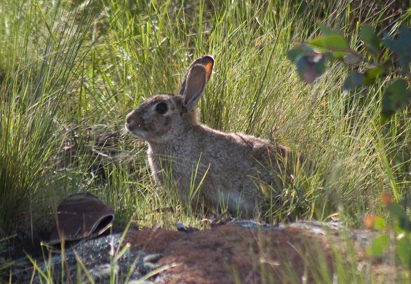 bunny.jpg