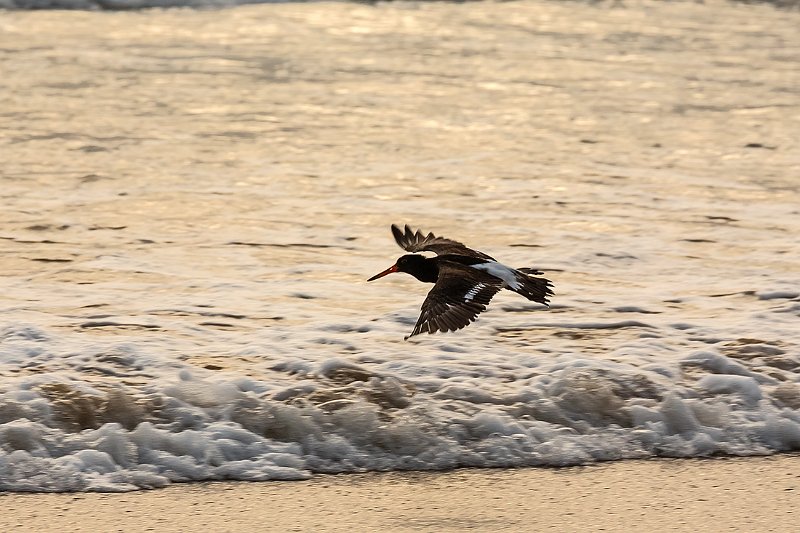 oystercatcher.jpg