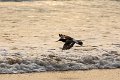 oystercatcher