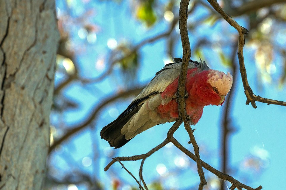 galah