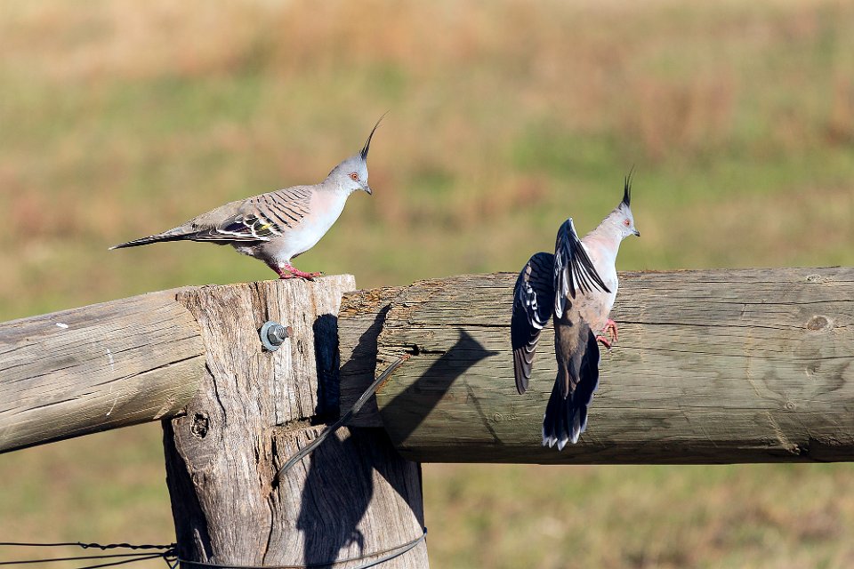 landing