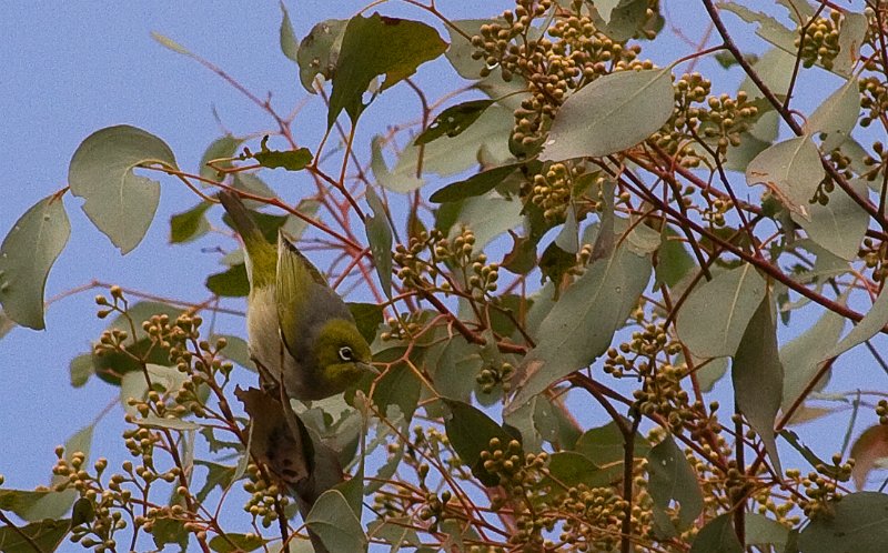 silvereye.jpg