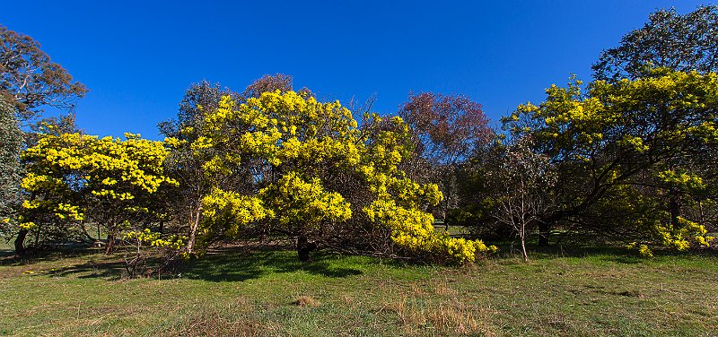 wattle.jpg