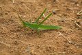 grasshopper