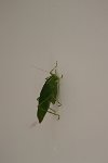 grasshopper