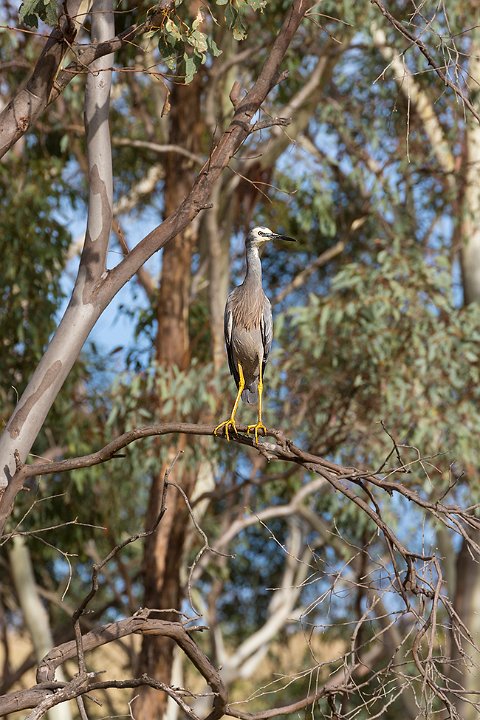 heron