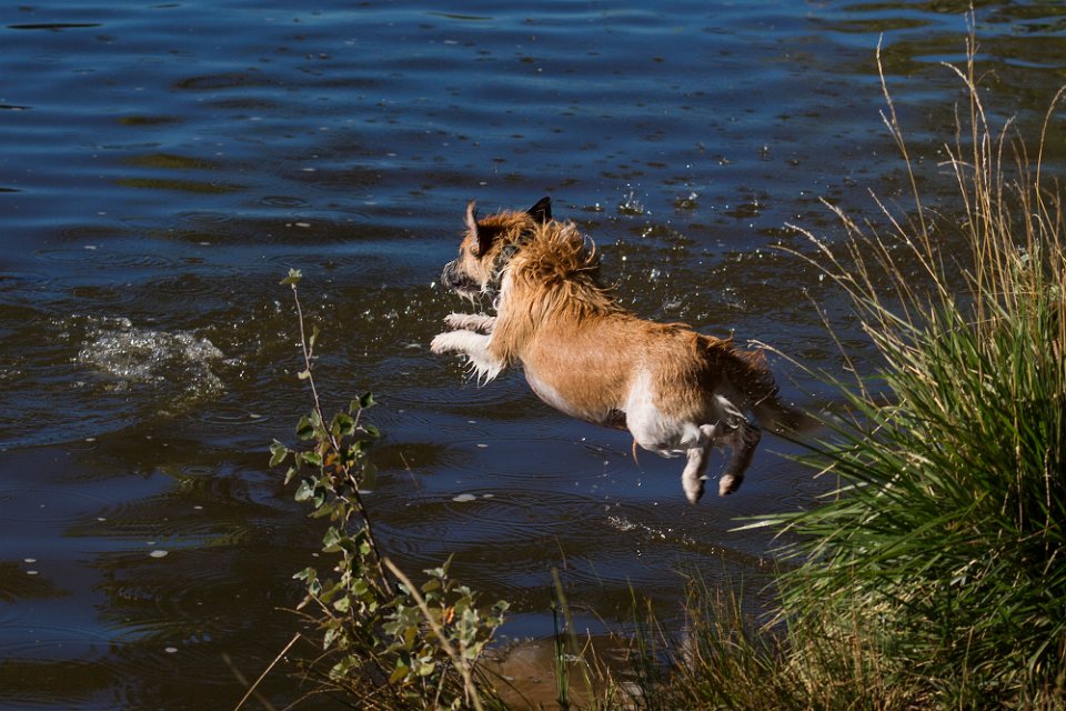 bellyflop