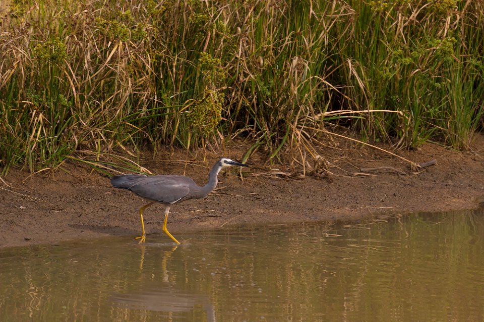 heron