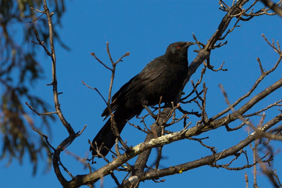 chough