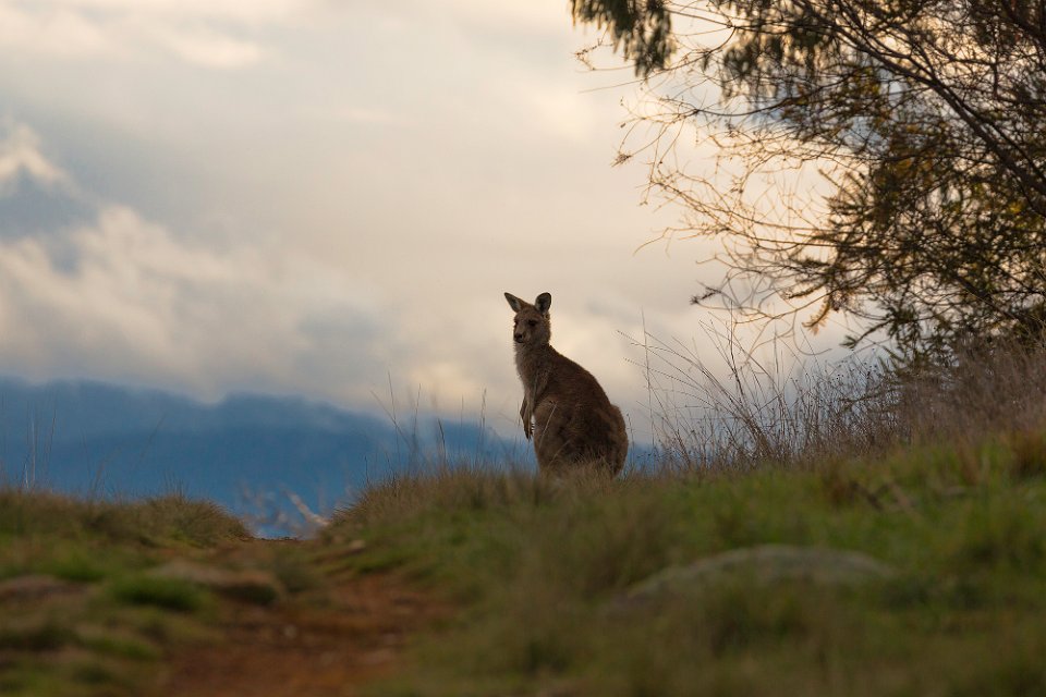 roo