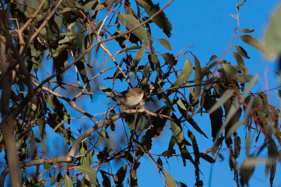 wren