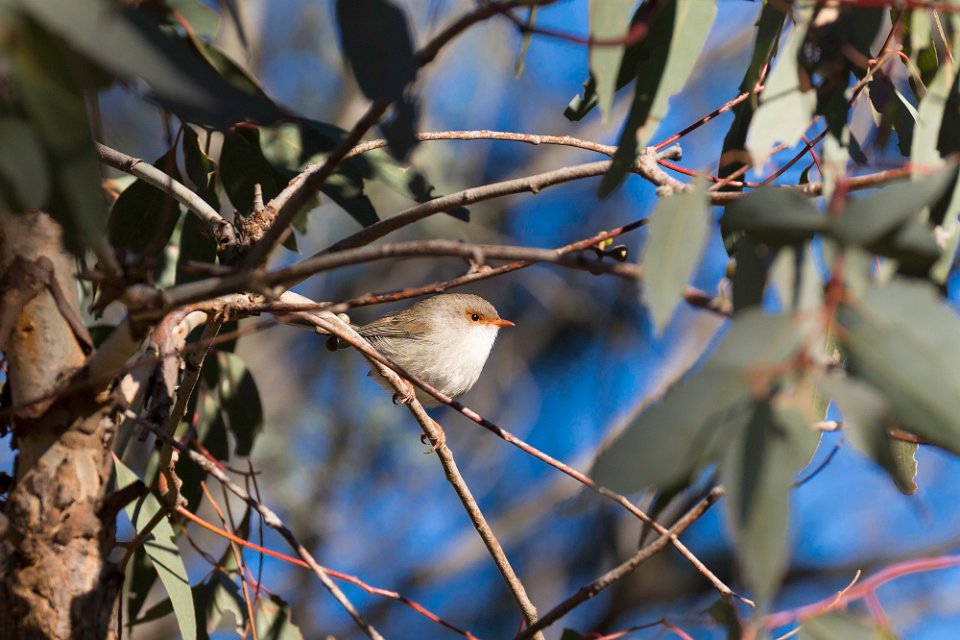 wren2