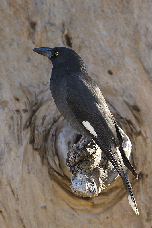 currawong.jpg