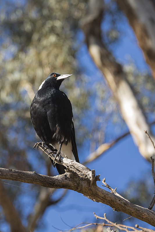 magpie.jpg