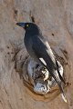 currawong